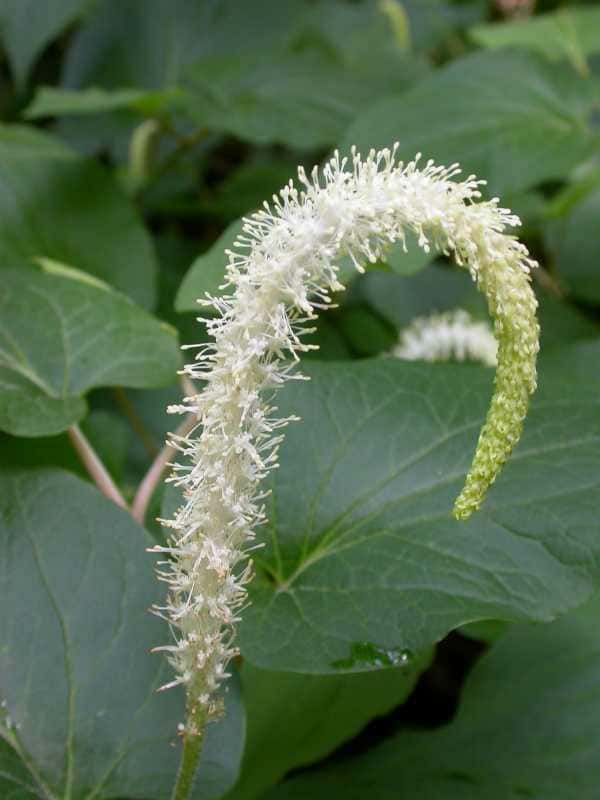 Saururus cernuus (Lizard’s Tail)