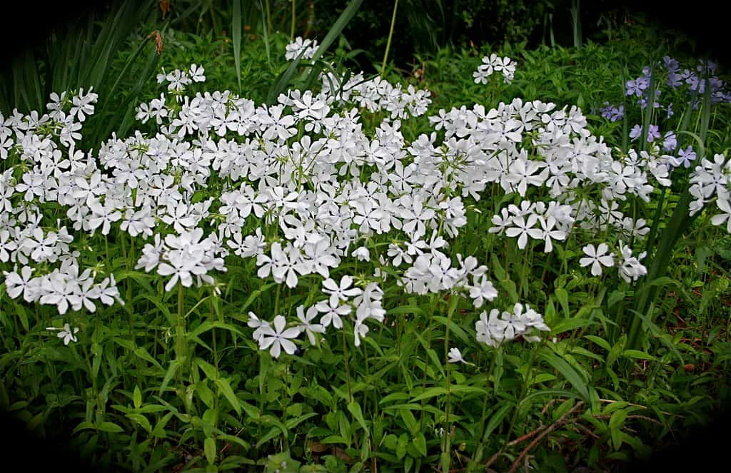 Phlox divaricata ‘May Breeze’