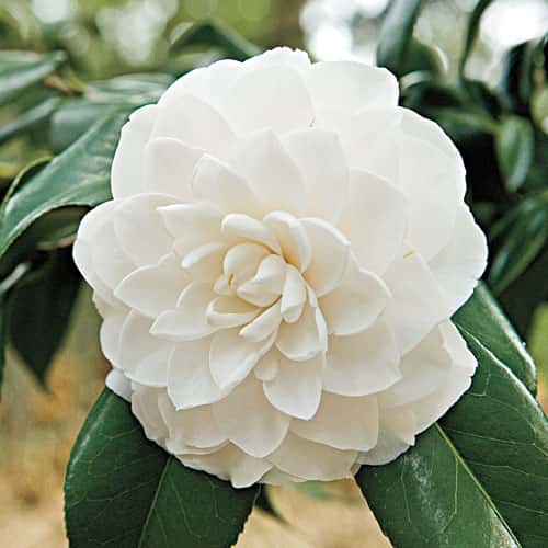 Camellia japonica ‘Morning Glow’