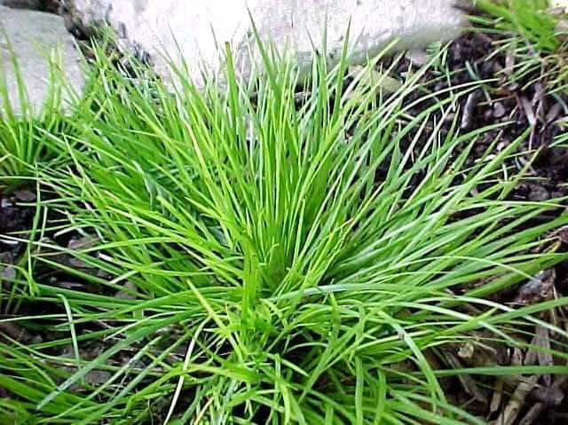 Acorus gramineus ‘Minimus Aureus’ (Dwarf Golden Sweet Flag)