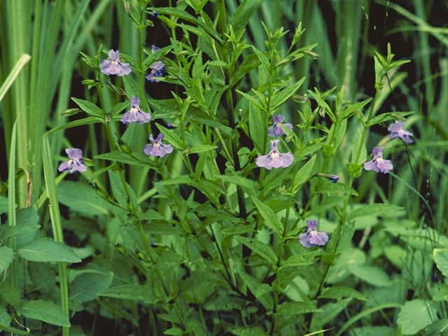 Mimulus ringens (Allegheny Monkey Flower)