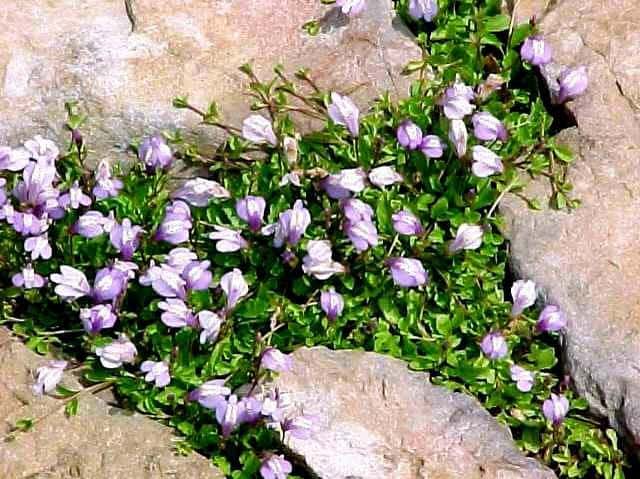 Mazus reptans (Creeping Mazus)