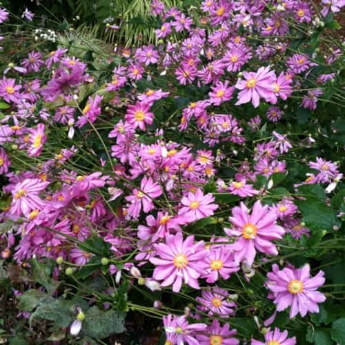 Anemone hupehensis var. japonica ‘Pamina’