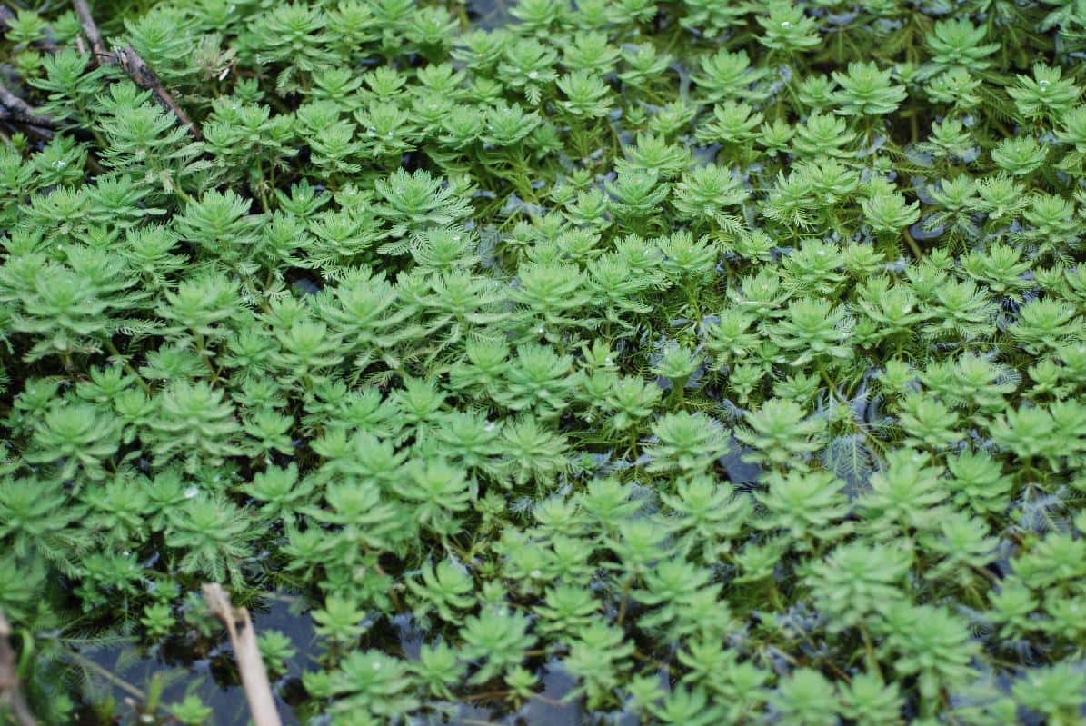 Myriophyllum aquaticum (Parrot’s Feather)