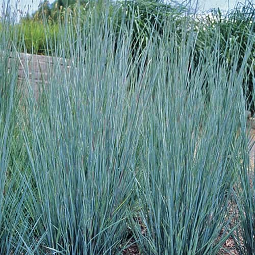 Schizachyrium scoparium ‘Prairie Blues’ (Little Bluestem)