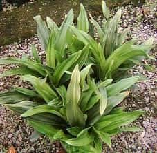 Rohdea japonica (Japanese Sacred Lily)