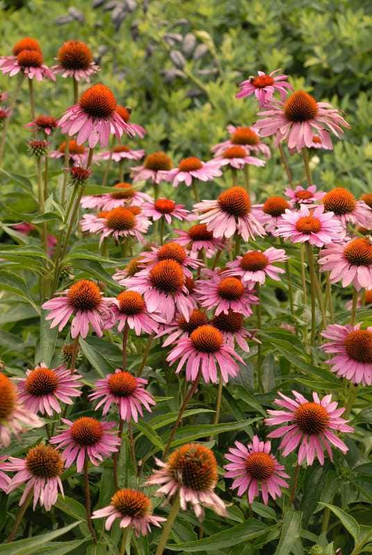 Echinacea purpurea ‘Rubinstern’ (Coneflower)