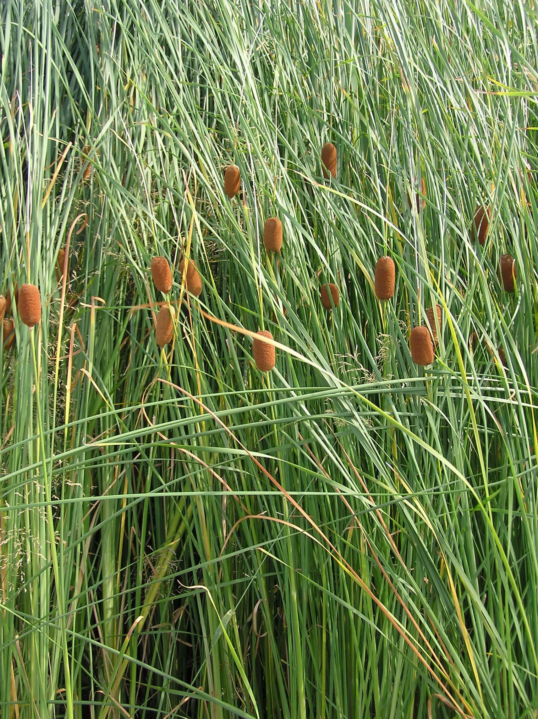 Typha laxmannii (Graceful Cattail)