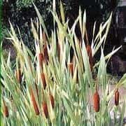 Typha latifolia ‘Variegata’ (Variegated Cattail)