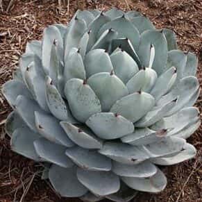 Agave parryi var. truncata