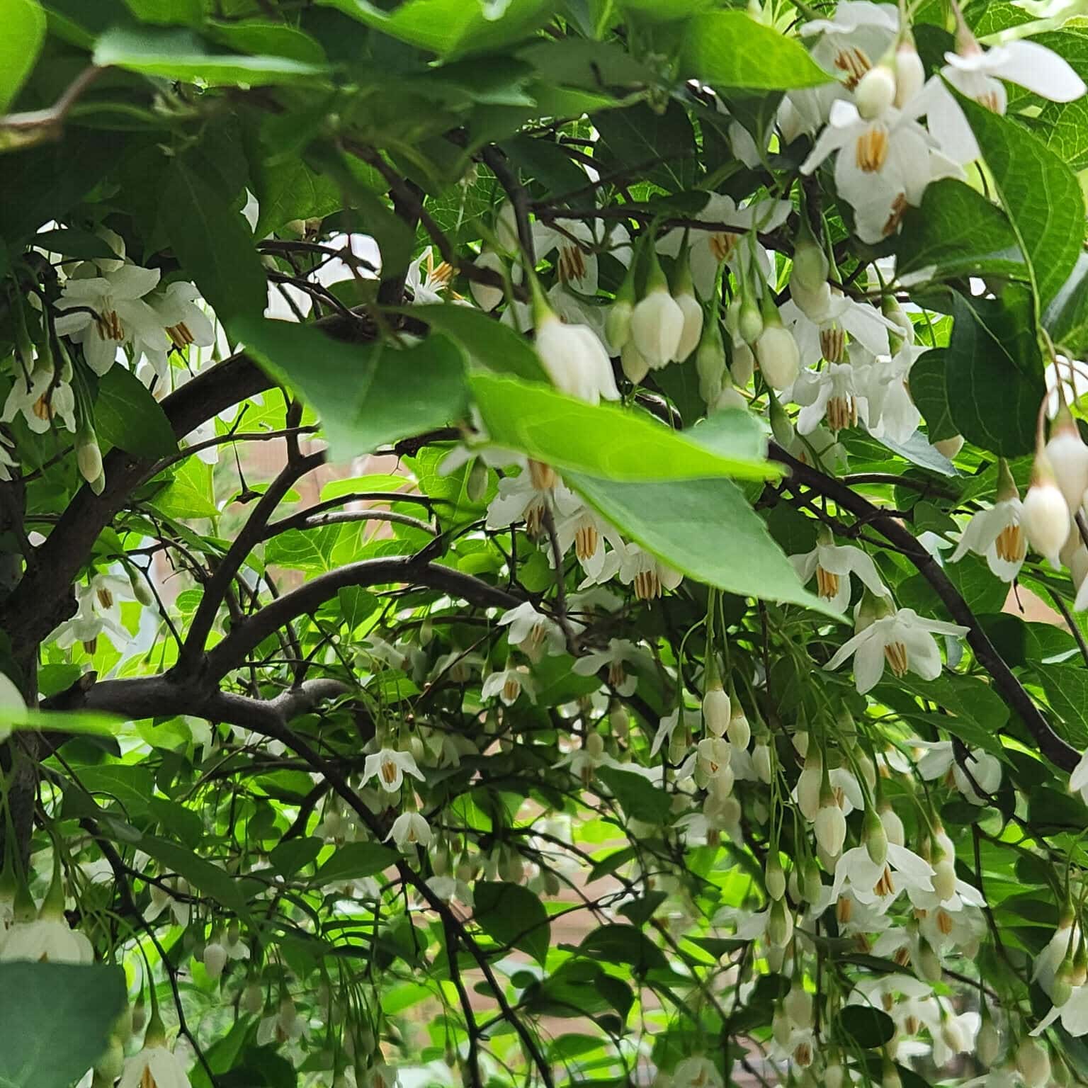 Styrax japonicus (Japanese Snowbell)