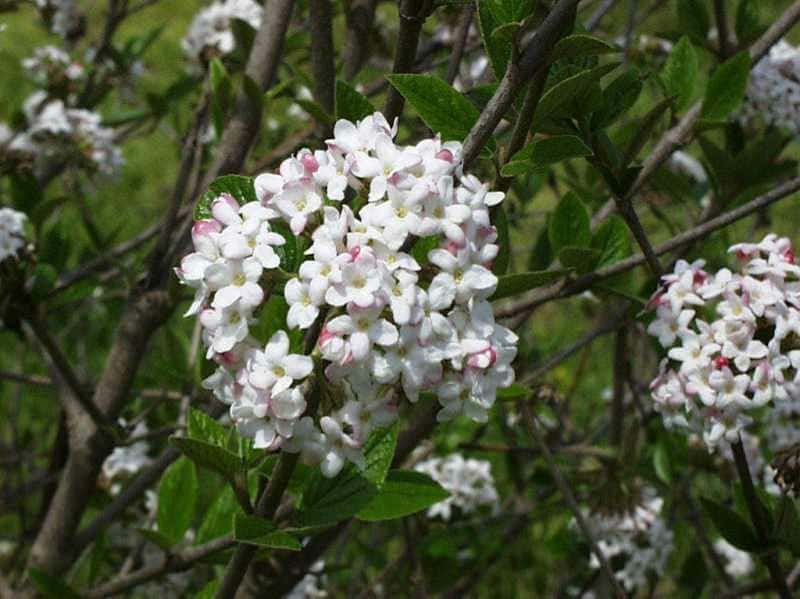 Viburnum x burkwoodii ‘Mohawk’