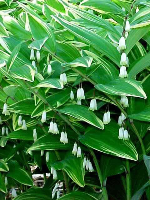 Polygonatum odoratum var. pluriflorum ‘Variegatum’ (Variegated Solomon’s Seal)
