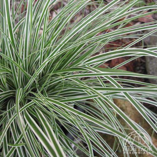 Carex oshimensis ‘Everest’ (Sedge)