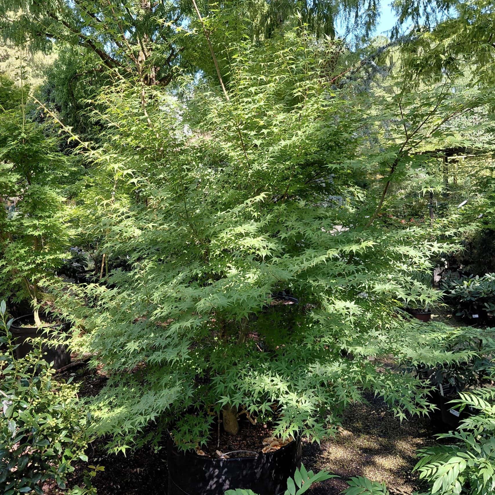 Acer palmatum ‘Katsura’ (Japanese Maple)