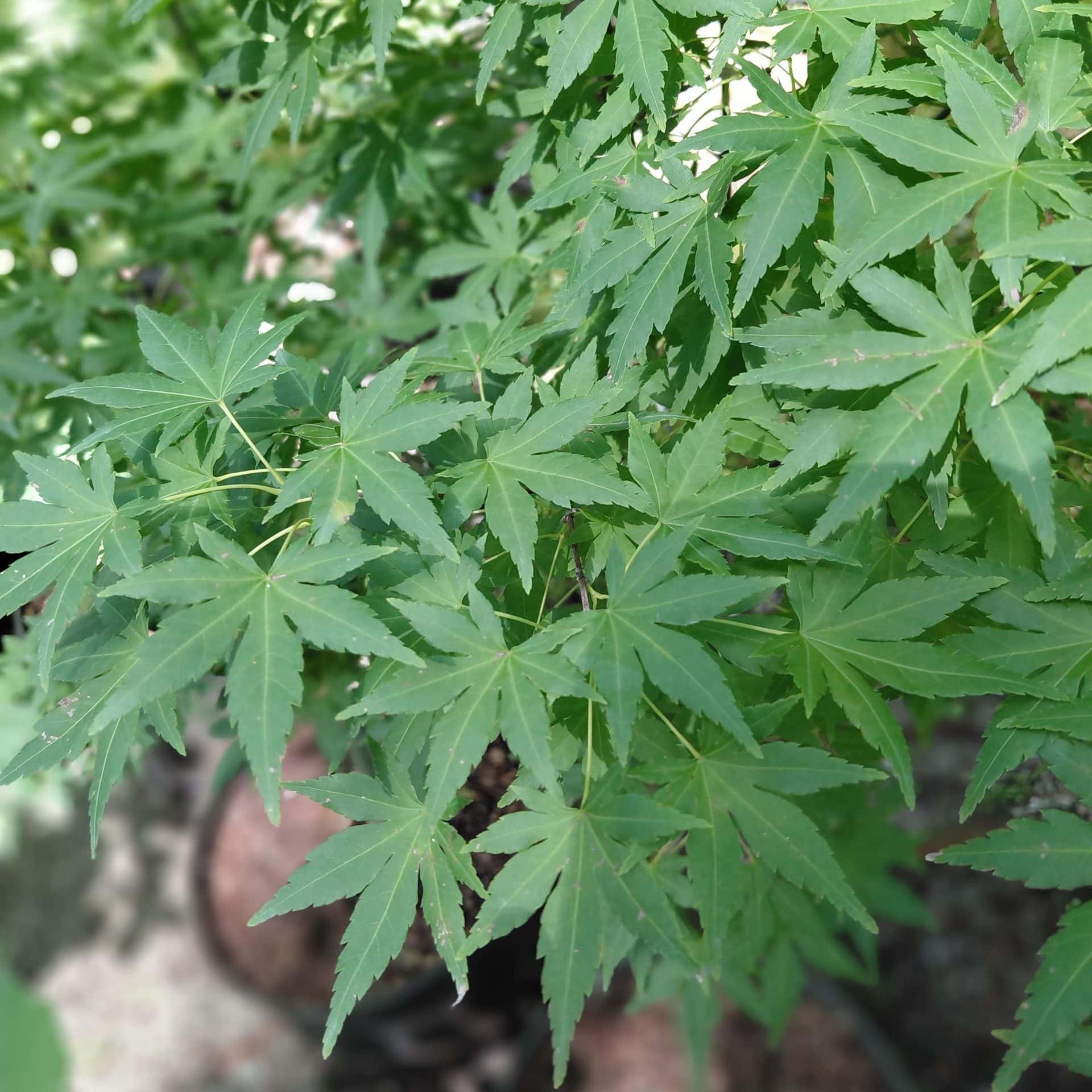 Acer palmatum ‘Orange Dream’ (Japanese Maple)
