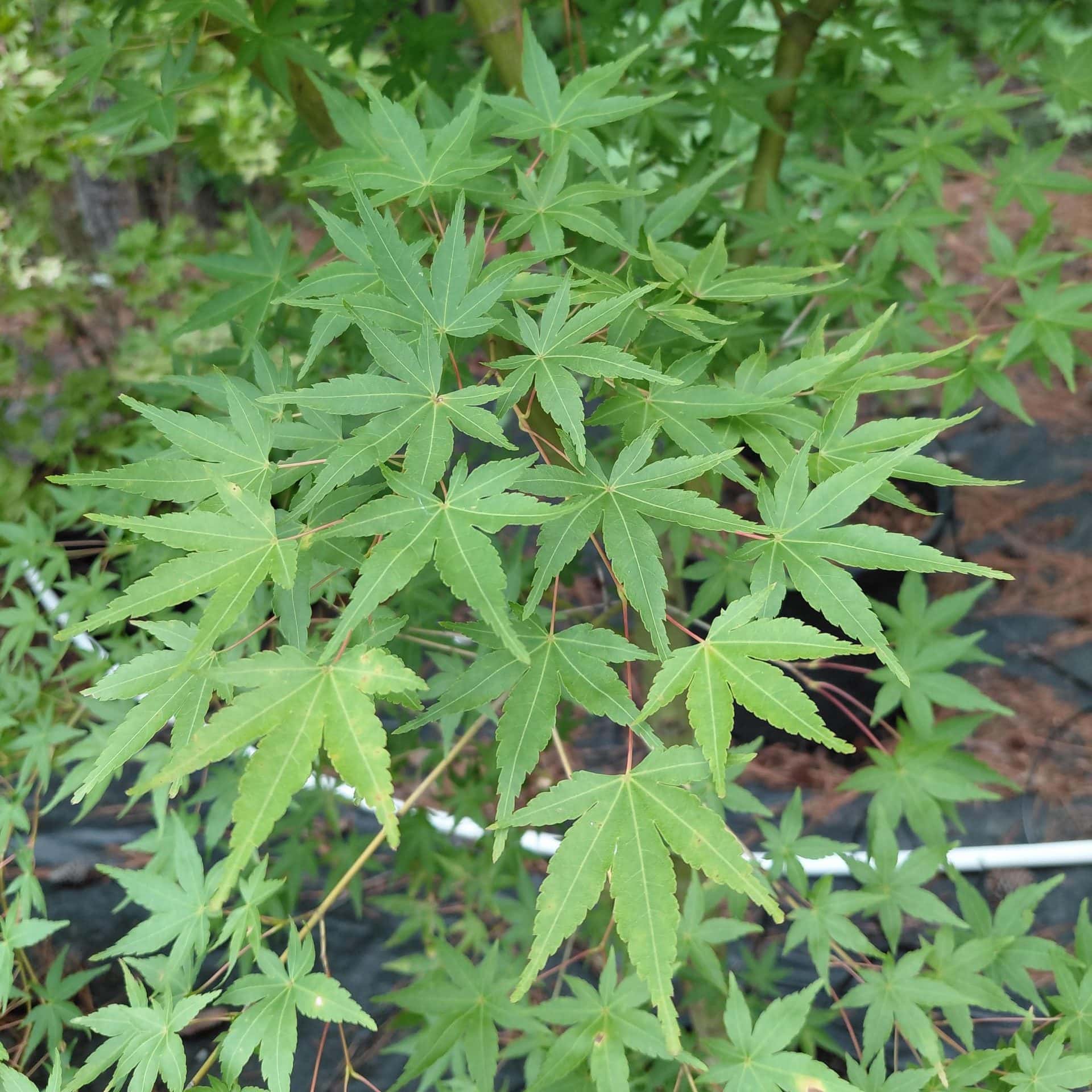 Acer palmatum ‘Wildfire’ (Coral Bark Japanese Maple)