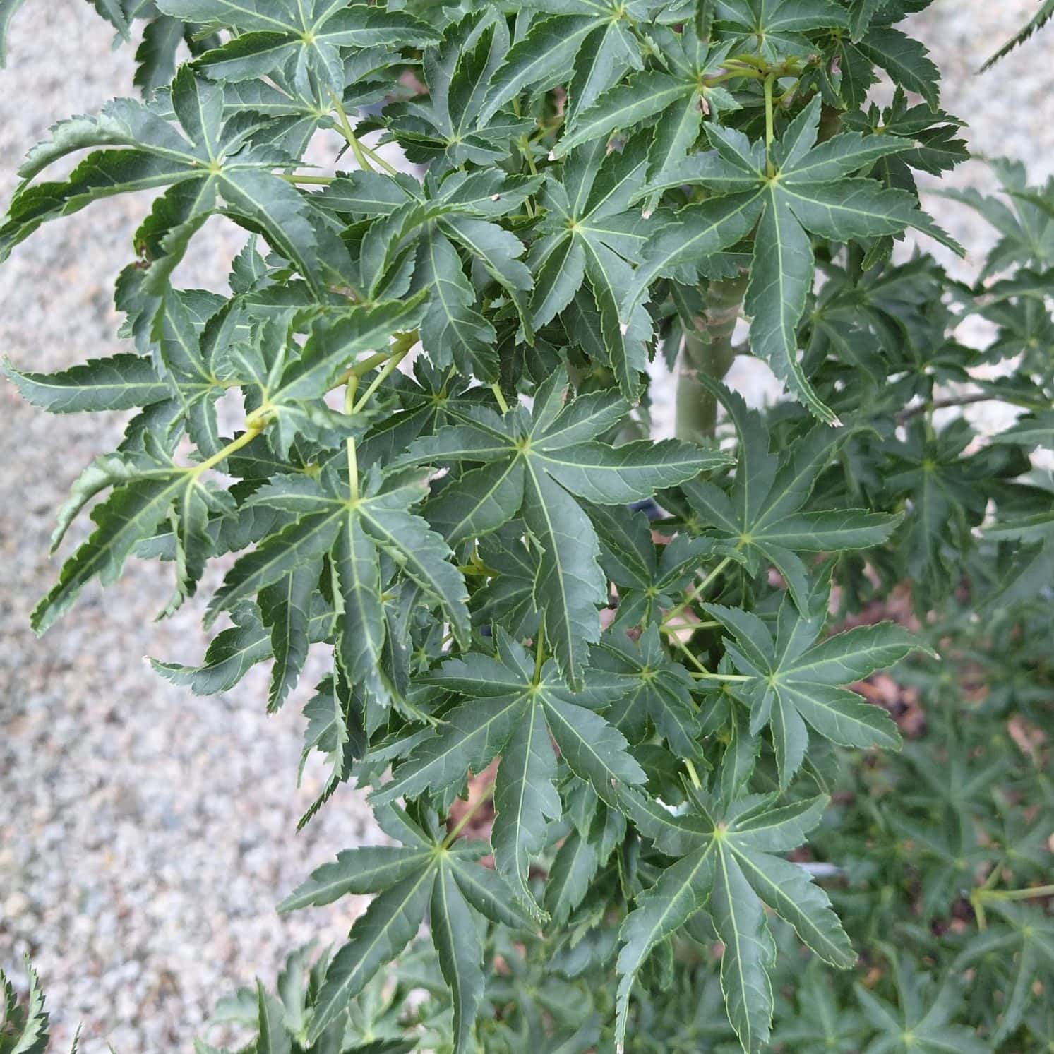 Acer palmatum ‘Shishigashira’ (Lion’s Head Japanese Maple)