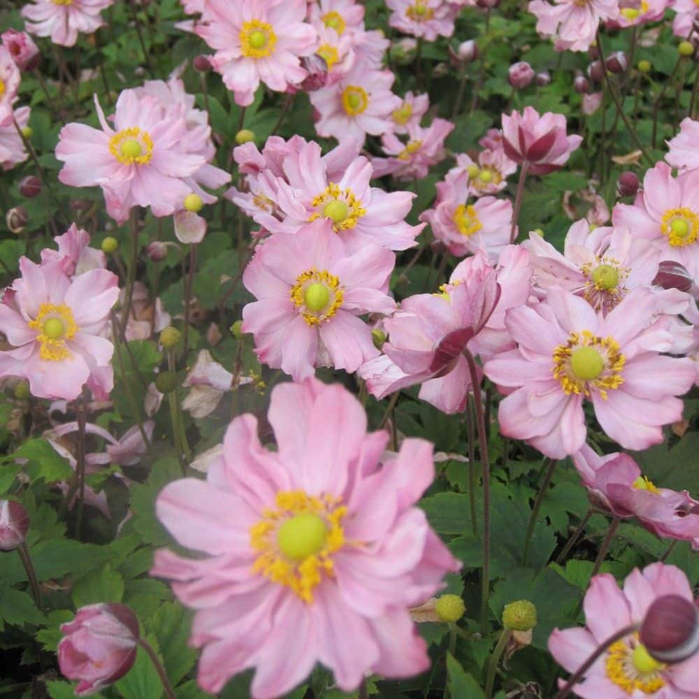 Anemone hupehensis ‘Pocahontas’