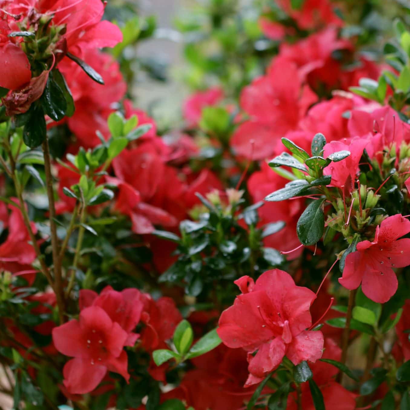 Azalea ‘Robleza’ Encore® Bonfire®