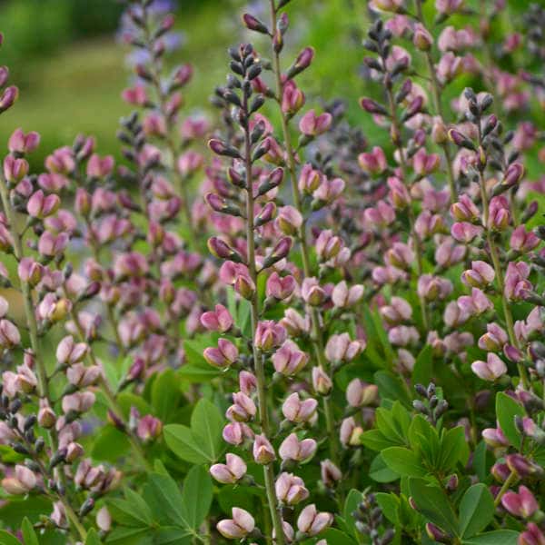 Baptisia Decadence® Deluxe  ‘Pink Truffles’