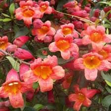 Bignonia capreolata ‘Tangerine Beauty’ (Crossvine)