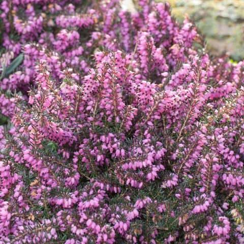 Erica x darleyensis ‘Mediterranean Pink’ (Heather)