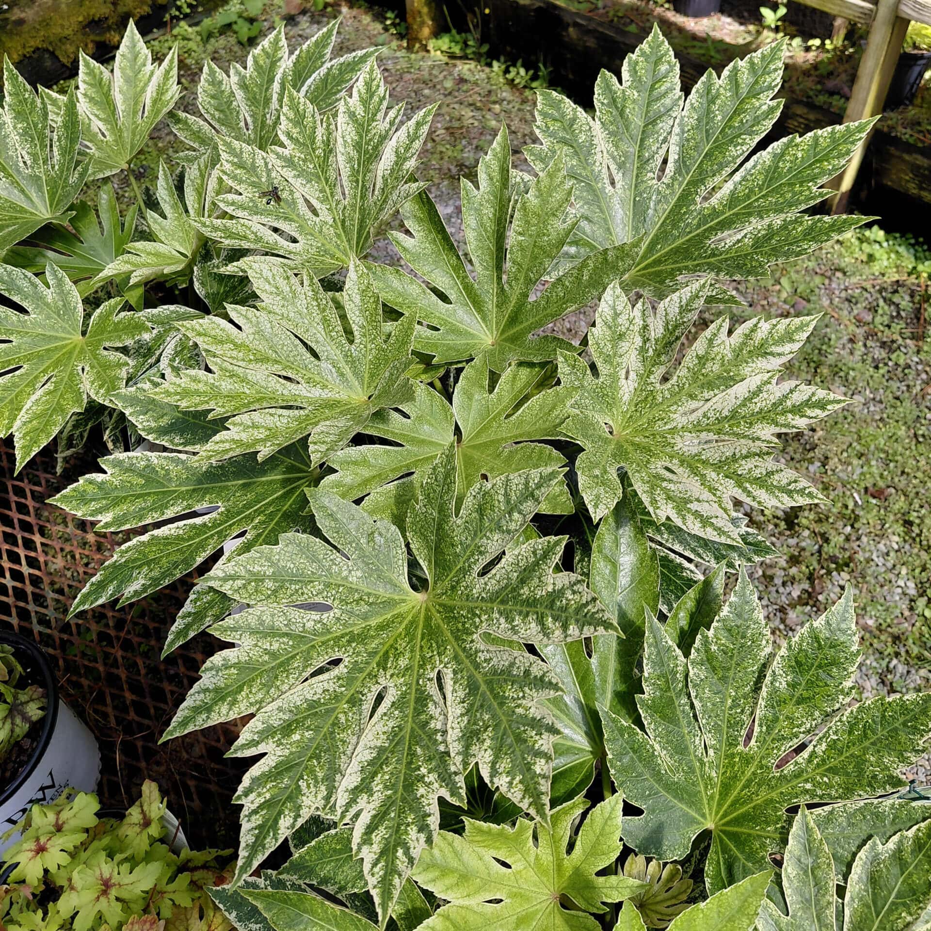 Fatsia japonica ‘Spider’s Web’