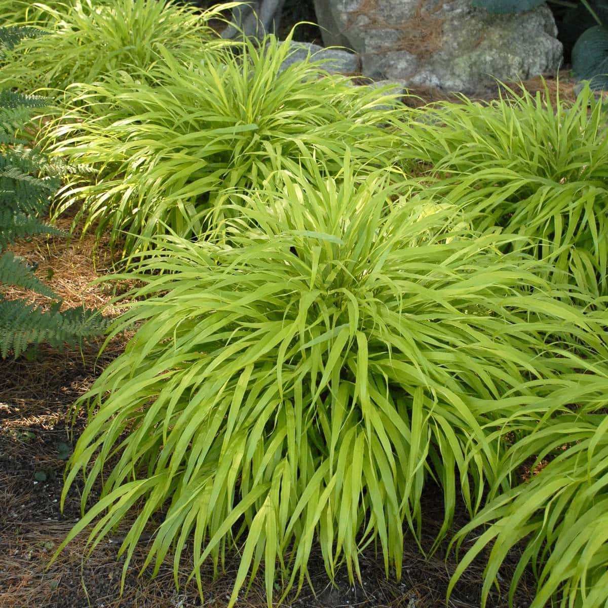 Hakonechloa macra ‘All Gold’ (Japanese Forest Grass)
