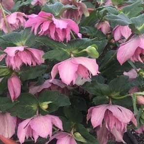Helleborus Wedding Party® ‘Maid of Honor’