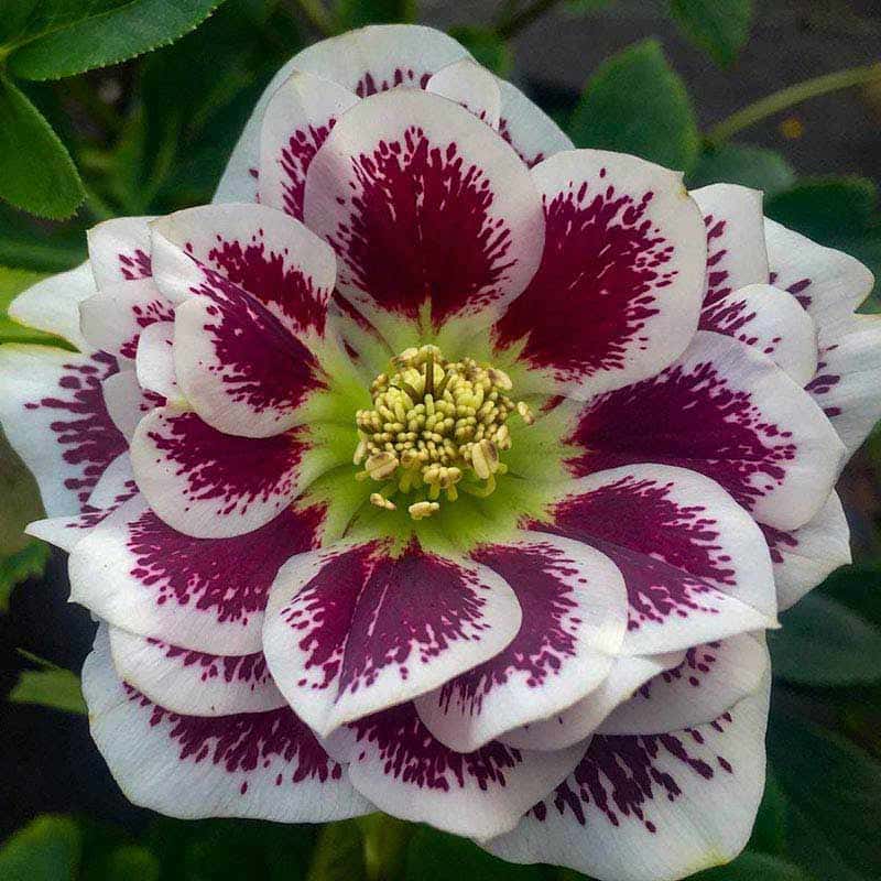 Helleborus Wedding Party® ‘Shotgun Wedding’