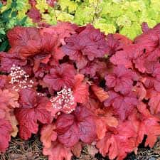 Heuchera  ‘Fire Alarm’