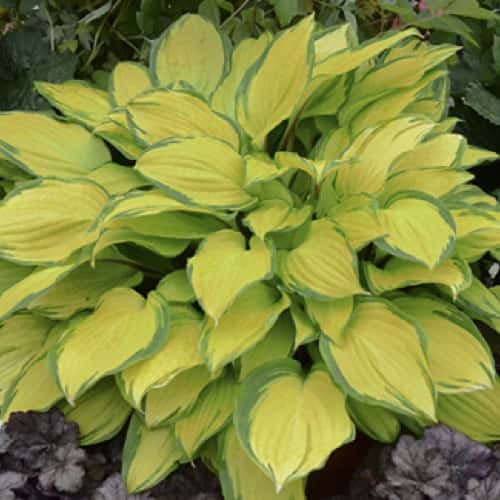 Hosta ‘Island Breeze’
