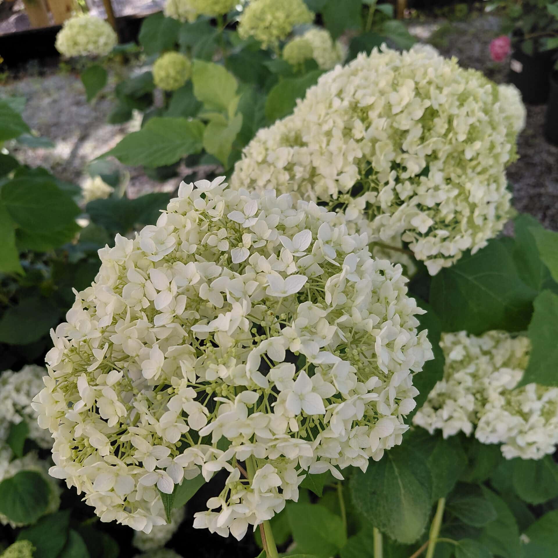Hydrangea arborescens ‘Annabelle’