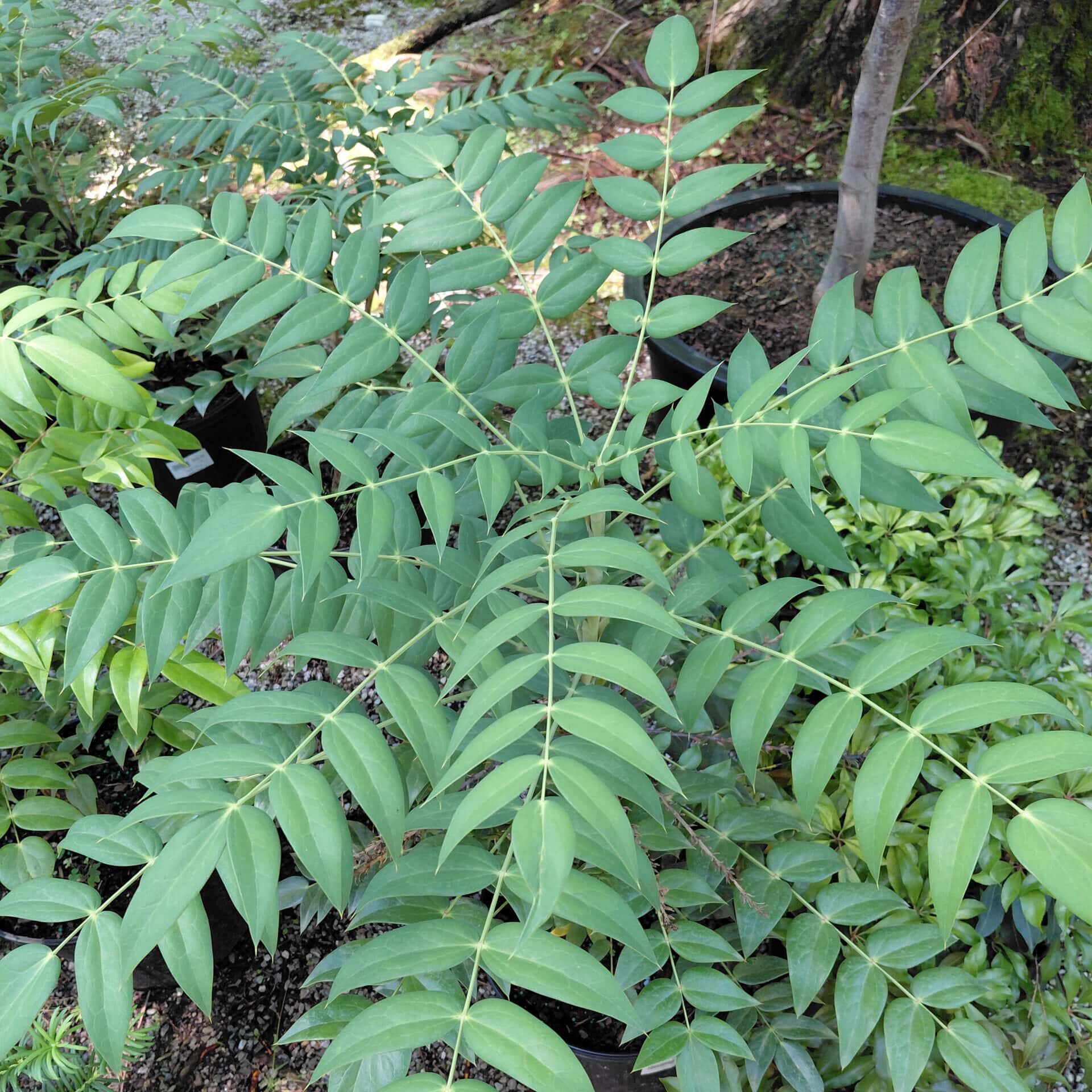 Mahonia x hortensis ‘Marvel’