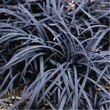 Ophiopogon planiscapus ‘Nigrescens’ (Black Mondo Grass)
