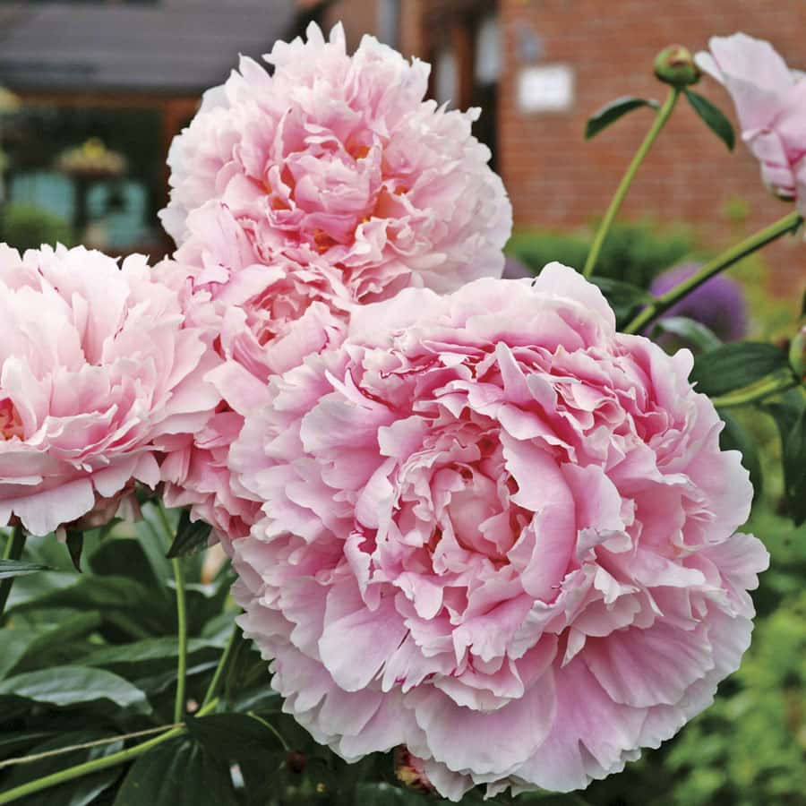 Paeonia ‘Sarah Bernhardt’ (Peony)