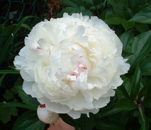 Paeonia ‘Shirley Temple’ (Peony)