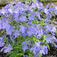 Phlox divaricata ‘Blue Moon’
