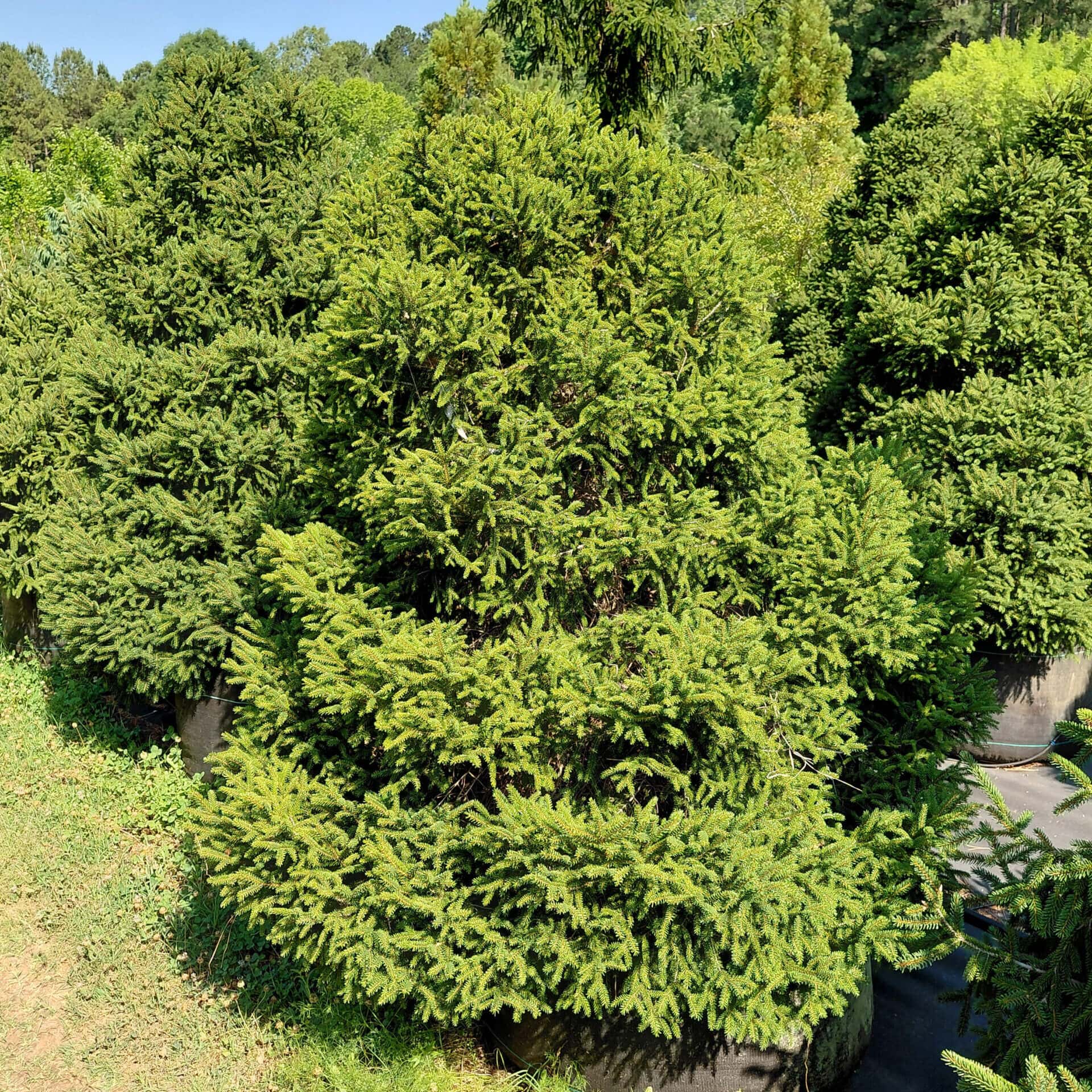 Picea orientalis ‘Gowdy’ (Oriental Spruce)