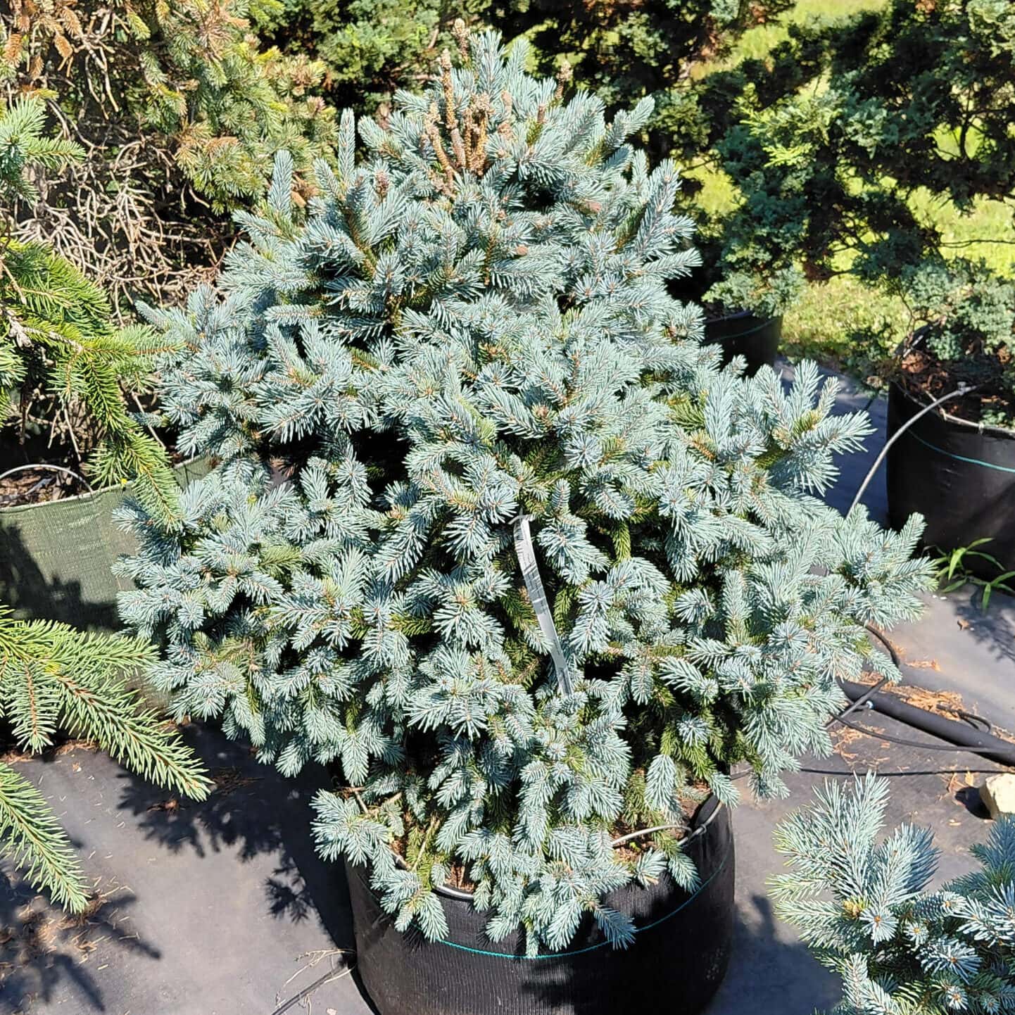 Picea abies ‘Paul’s Select’ (Norway Spruce)