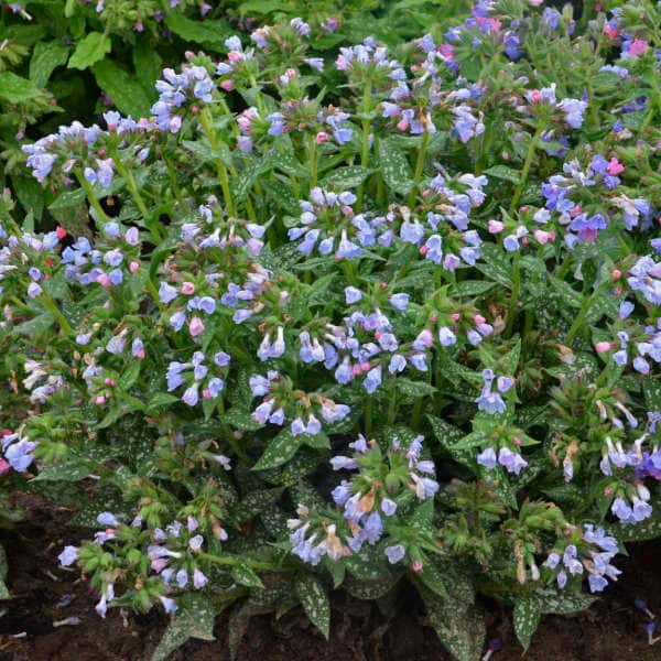 Pulmonaria ‘Twinkle Toes’ (Lungwort)