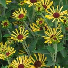 Rudbeckia subtomentosa ‘Little Henry’ (Sweet Black eyed Susan)