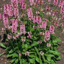 Stachys officinalis ‘Pink Cotton Candy’