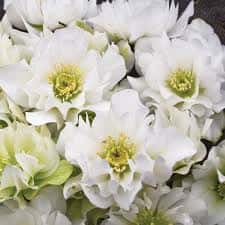 Helleborus Wedding Party® ‘Wedding Bells’