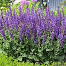 Salvia x sylvestris ‘Mainacht’ (May Night)