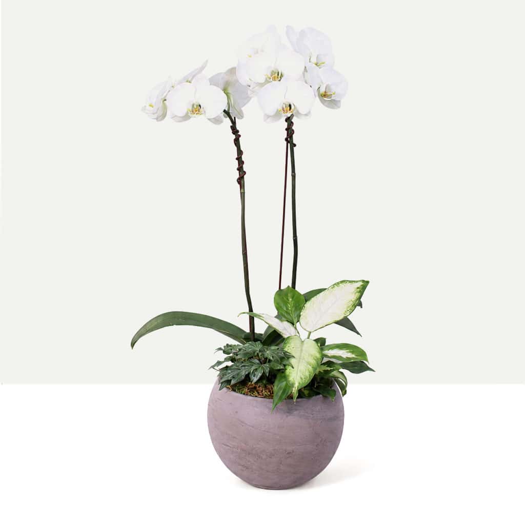Elegant Orchid