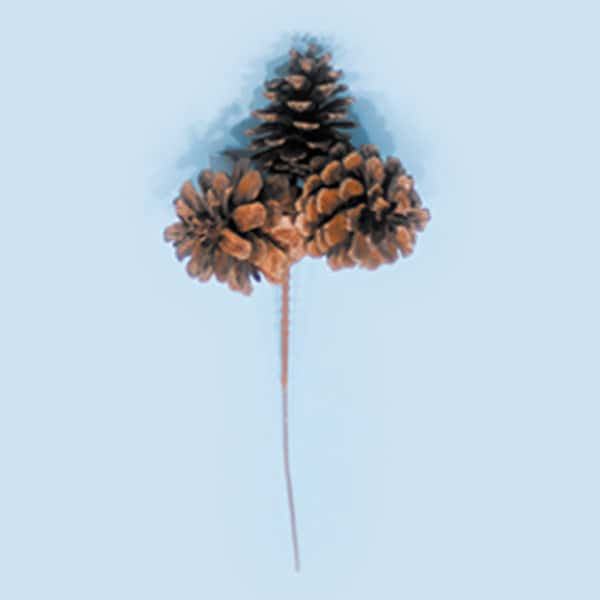 Triple Natural Pine Cone Pick