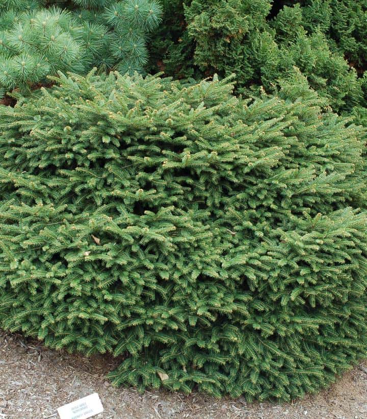 Picea Abies `Nidiformis`