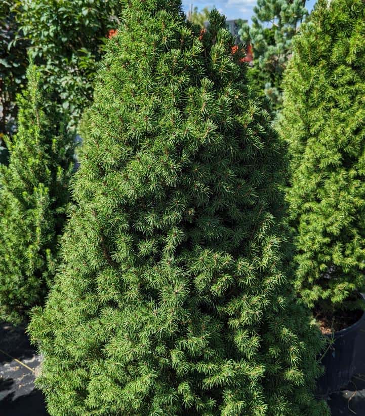 Picea Glauca `Conica`